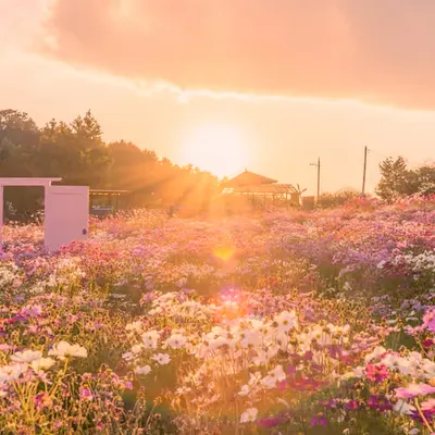 Cosmos at Dusk