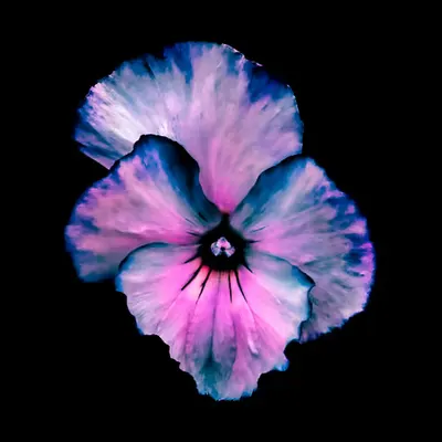 ❀.11
