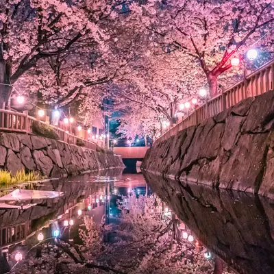 Night Cherry Blossoms - 夜桜