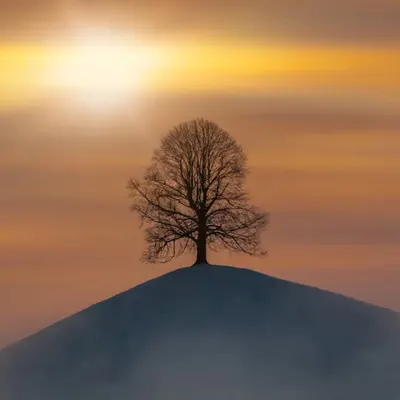Alpine Lights - Symbol #18