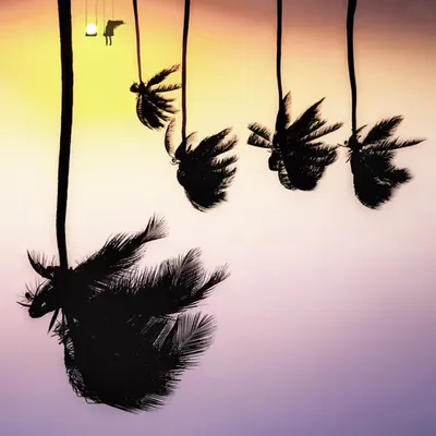 swing the freedom