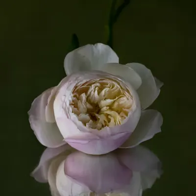 Mon Amie la Rose