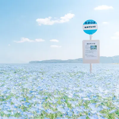 The Blue World of Nemophila
