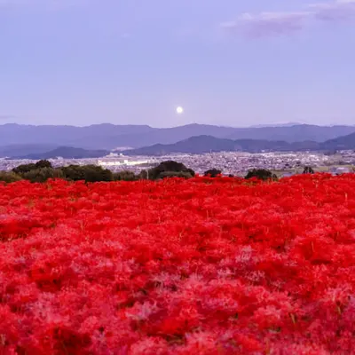 Reality as Paradise