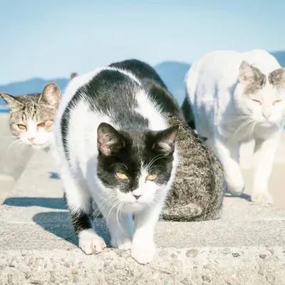 Cat Gangs