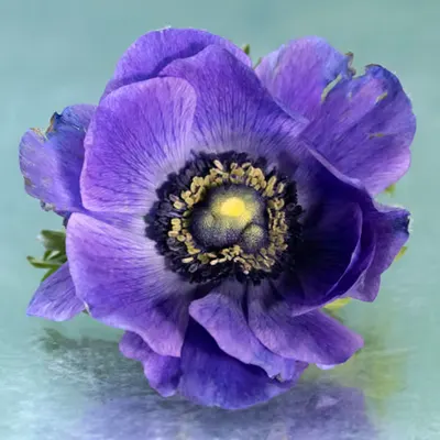 Anemone