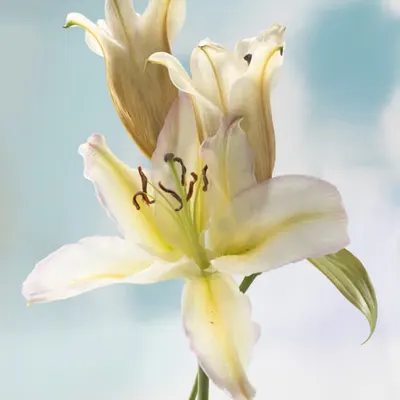 Lilies