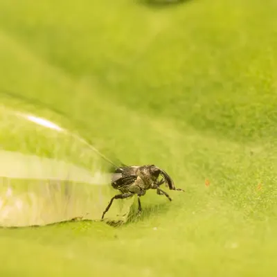 Emerge 