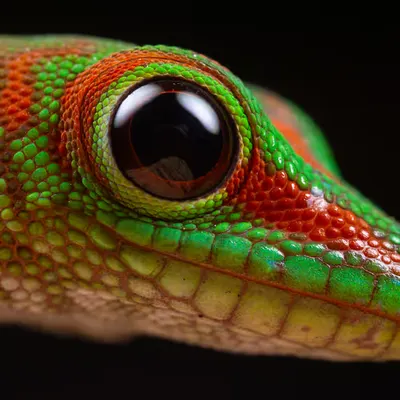 Baby Day Gecko