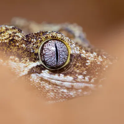 Clever Girl