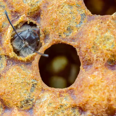 Born from Honey