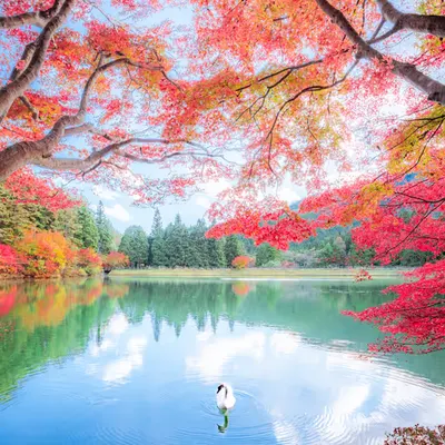 Picturesque Japanese Autumn