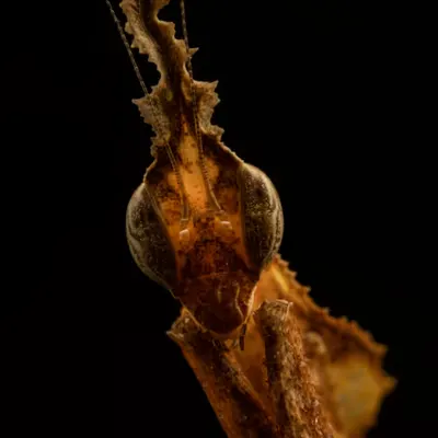The Ghost Mantis