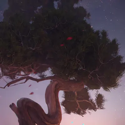 Bonsai