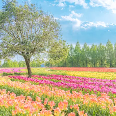 The Tulips' Dance