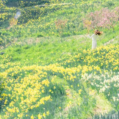  Starry Daffodil Hill