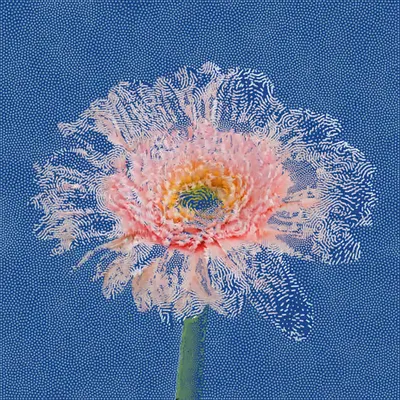 Gerbera Daisy #3