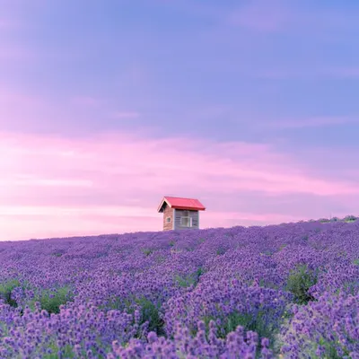 Dreamy Lavender Hills