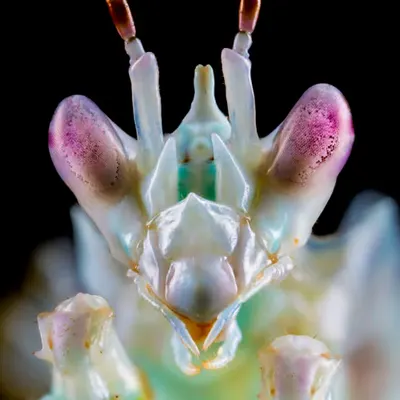 Meta Mantis