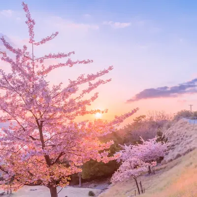 Cherry Blossoms at Sunset