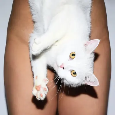 Cat in Florence
