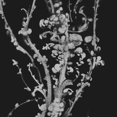Dry leaves and dark dust