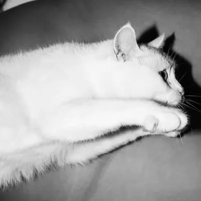 Cat in black and white.