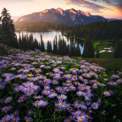 Wild Asters