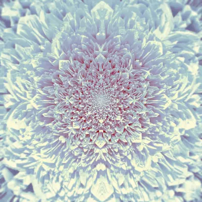 Endless Petals
