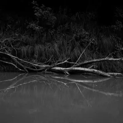 Withered Reflections