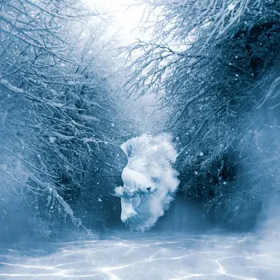 Winter Cloud-Tailed Fish