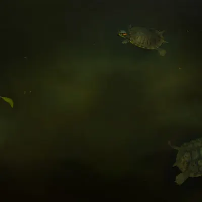 The Turtles of Central Park