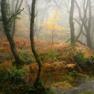 The Lost World