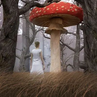 The Magic Mushroom