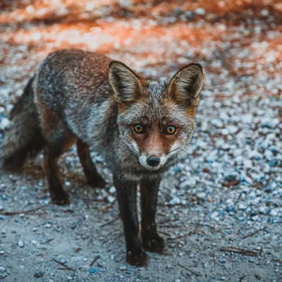 Foxiness