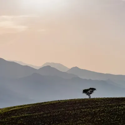 A single tree