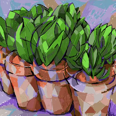Cubist succulent plants