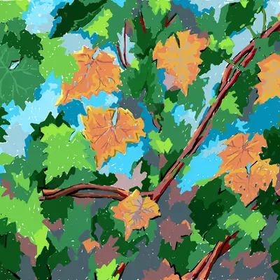 Grapevine