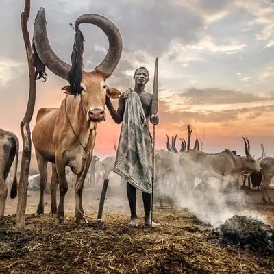 The King of the Cattle