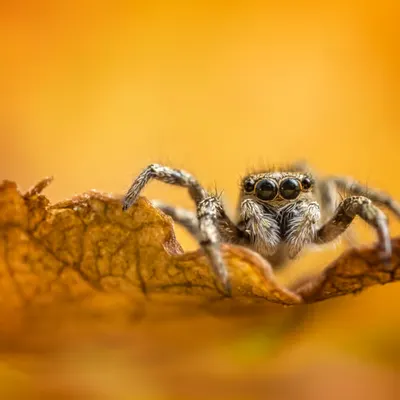 Autumn Jumper
