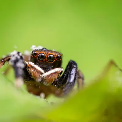 Spring Jumper