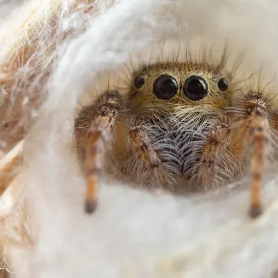 Summer Jumper 