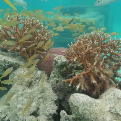 Atlantic Ocean deepsea