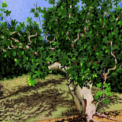 Fig tree
