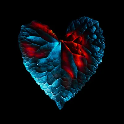 Heart 1.3