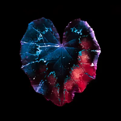 Heart 2.3