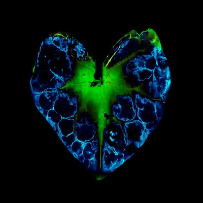 Heart 3.3