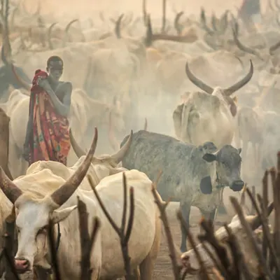 My Cattle, My Life