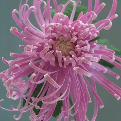 Fleur d'Artifice (Chrysanthemum)
