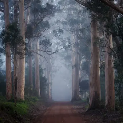 Foggy First Light